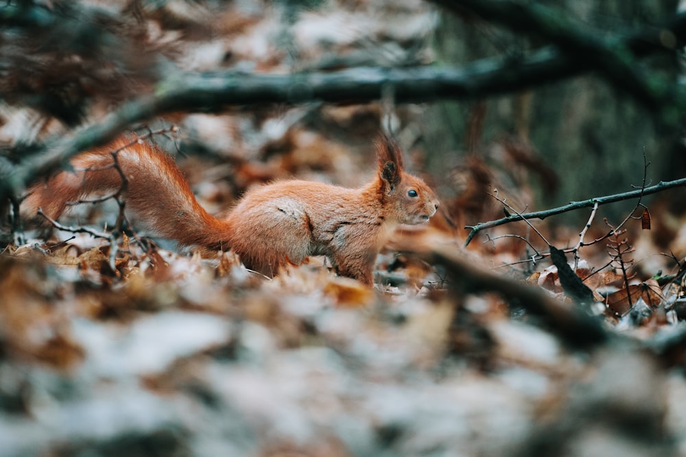 Ein rotes Eichhörnchen im Wald auf Nahrungssuche