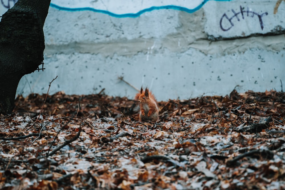 a squirrel standing in the leaves next to a tree