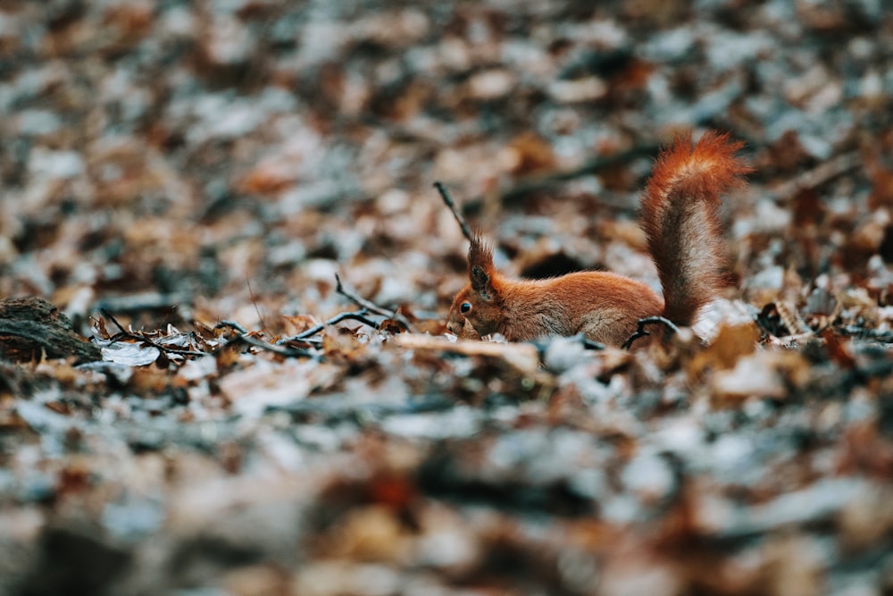 a red squirrel sitting on top of a pile of leaves