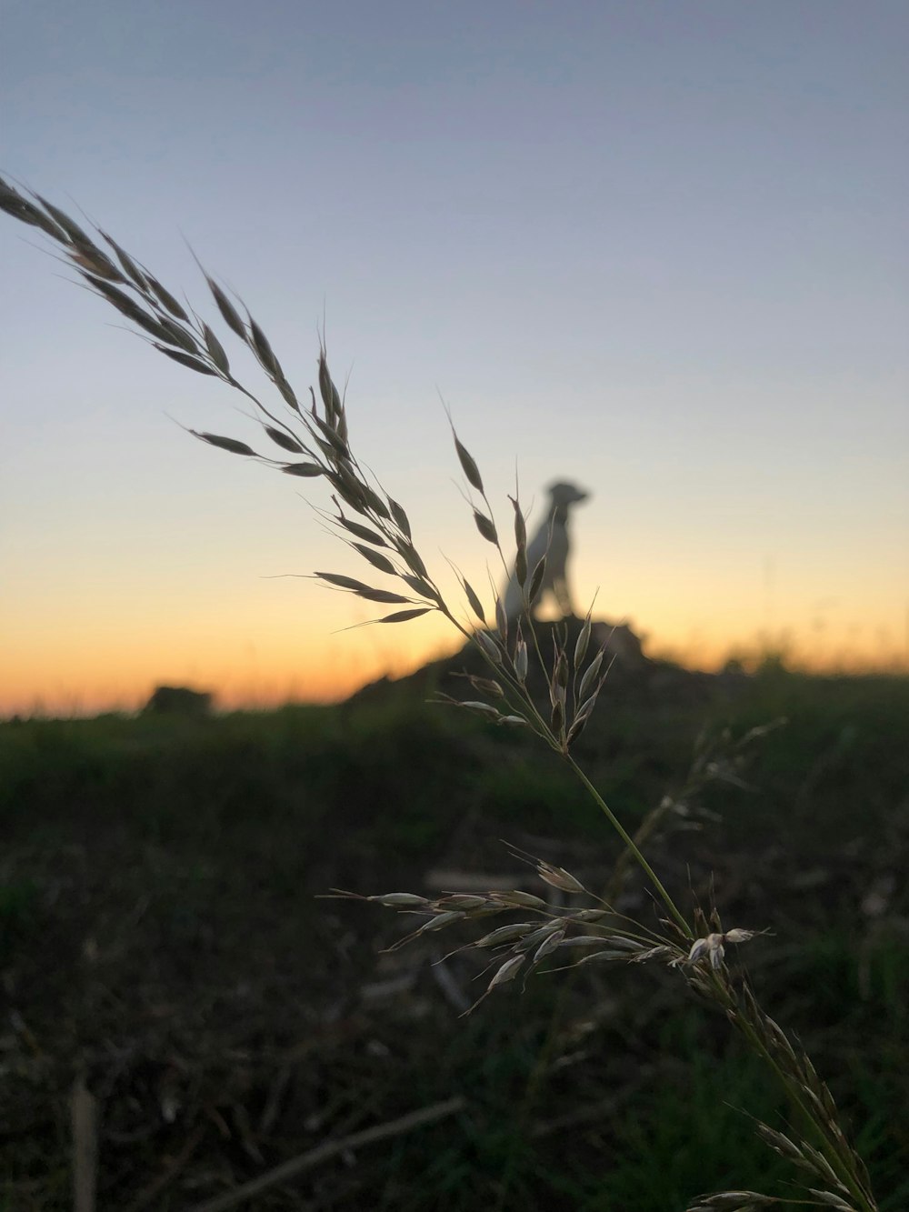 a close up of a plant with a sky in the background