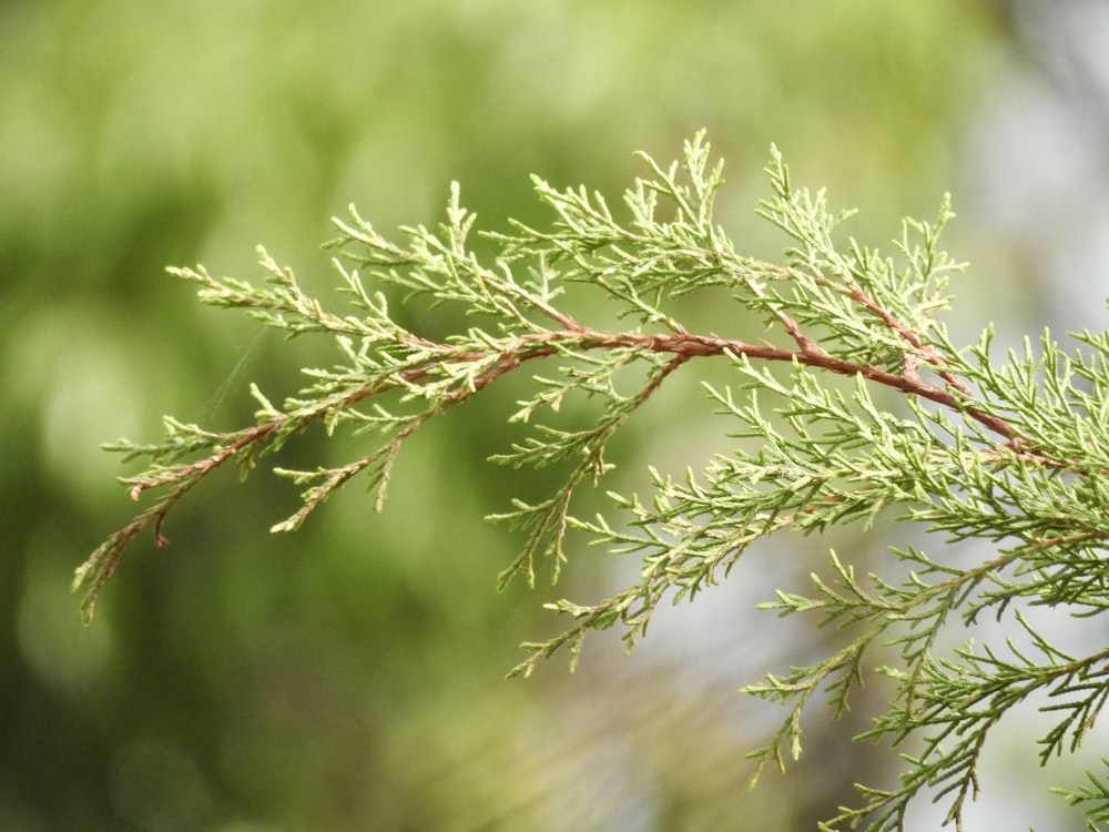 a close up of a tree branch with a blurry background