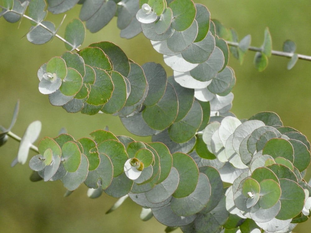 a close up of a plant with green leaves