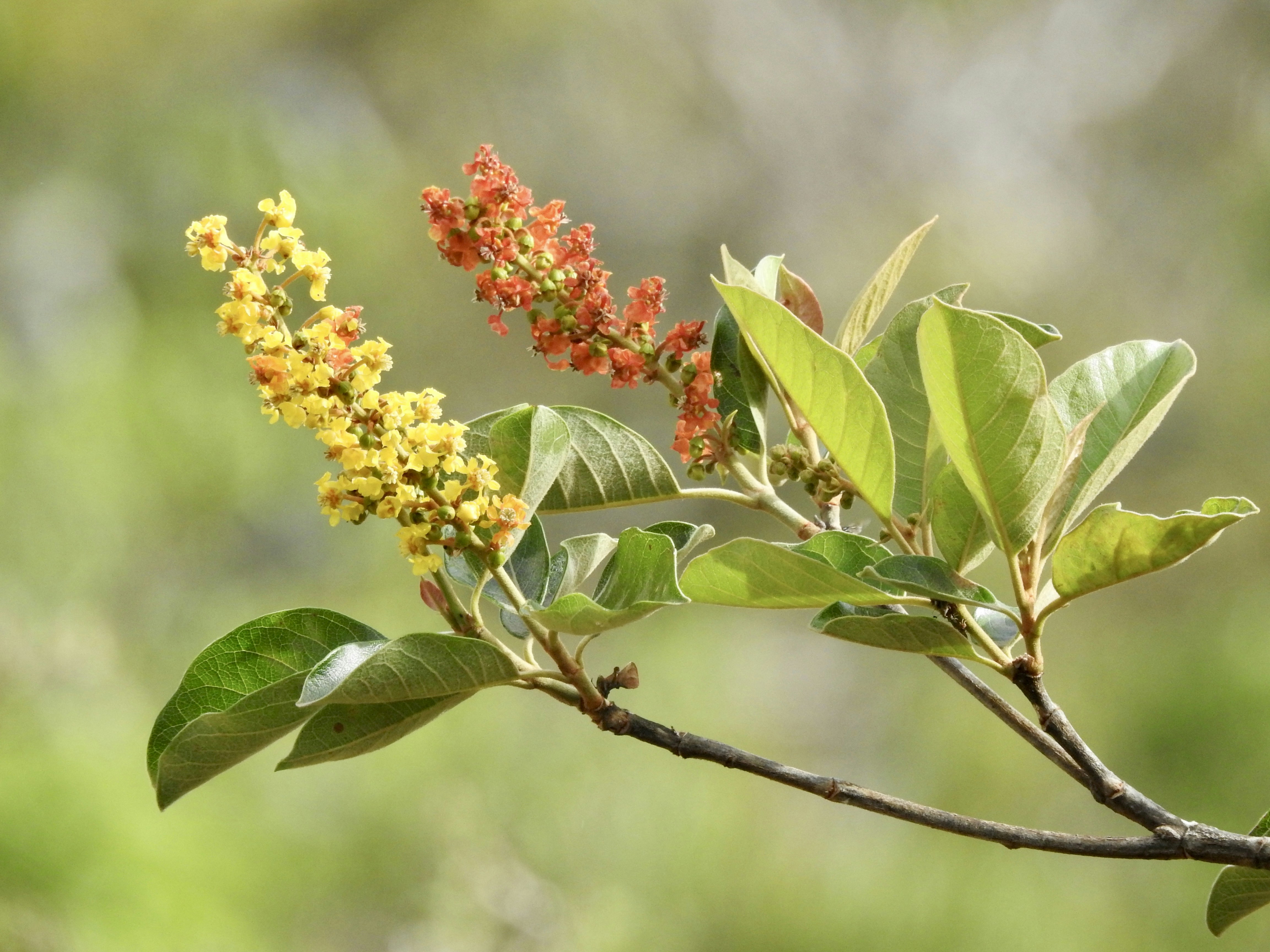 a branch with a bunch of flowers on it