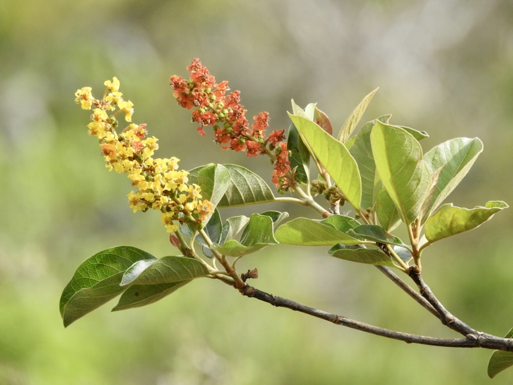 a branch with a bunch of flowers on it