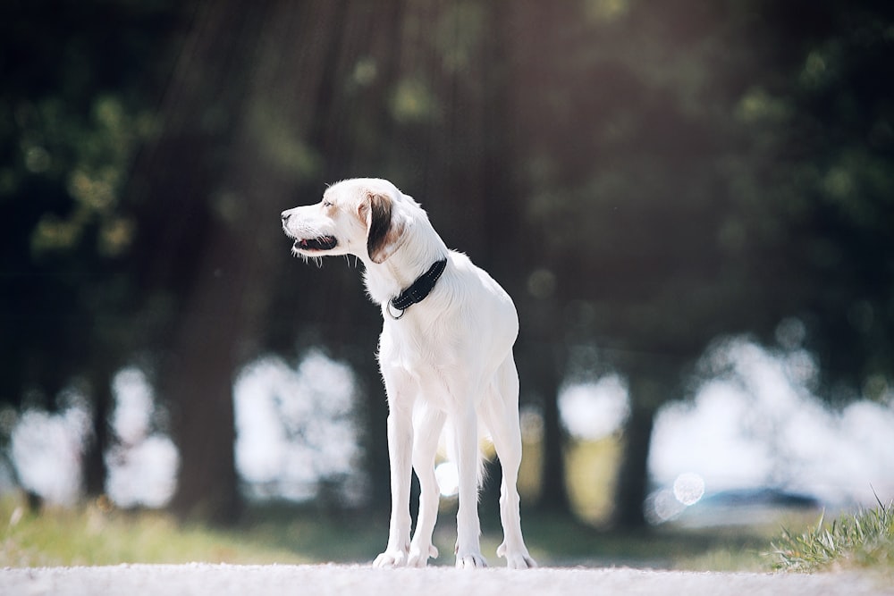 a white dog with a black collar standing on a road