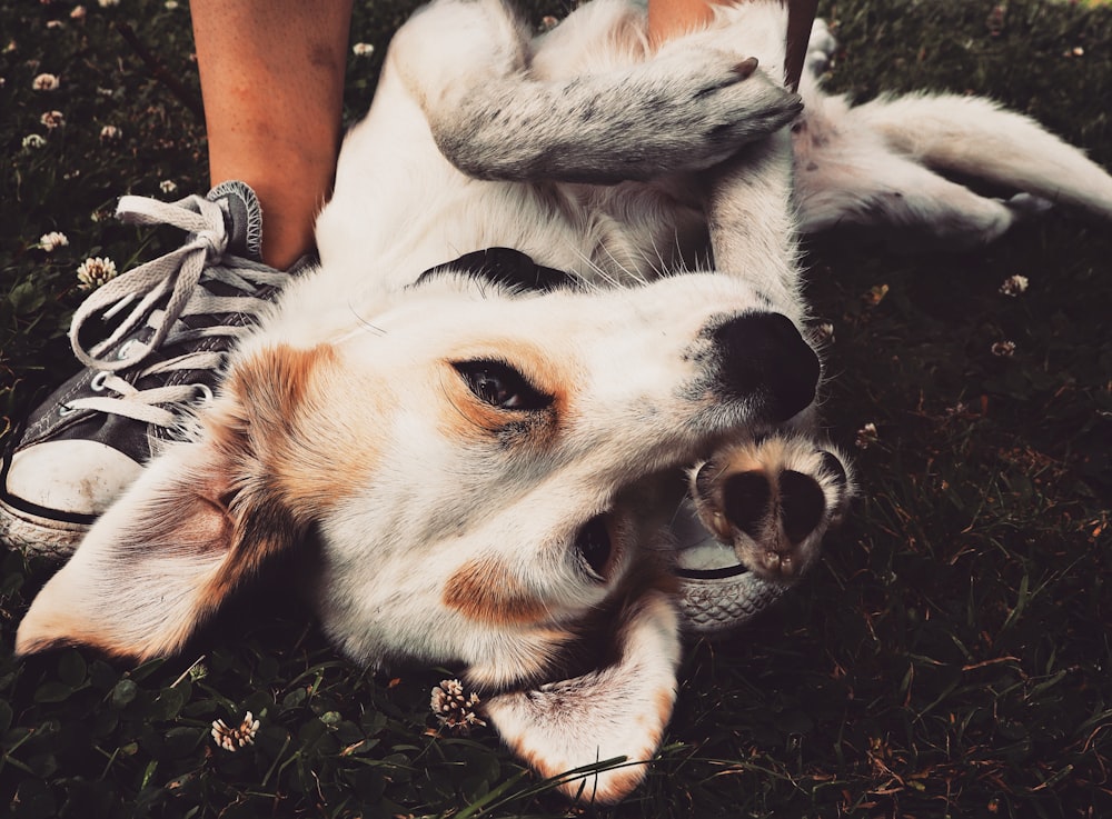 a close up of a dog laying on the ground