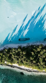 an aerial view of a tropical island with palm trees