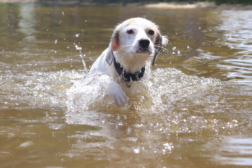 a dog is wading in a body of water