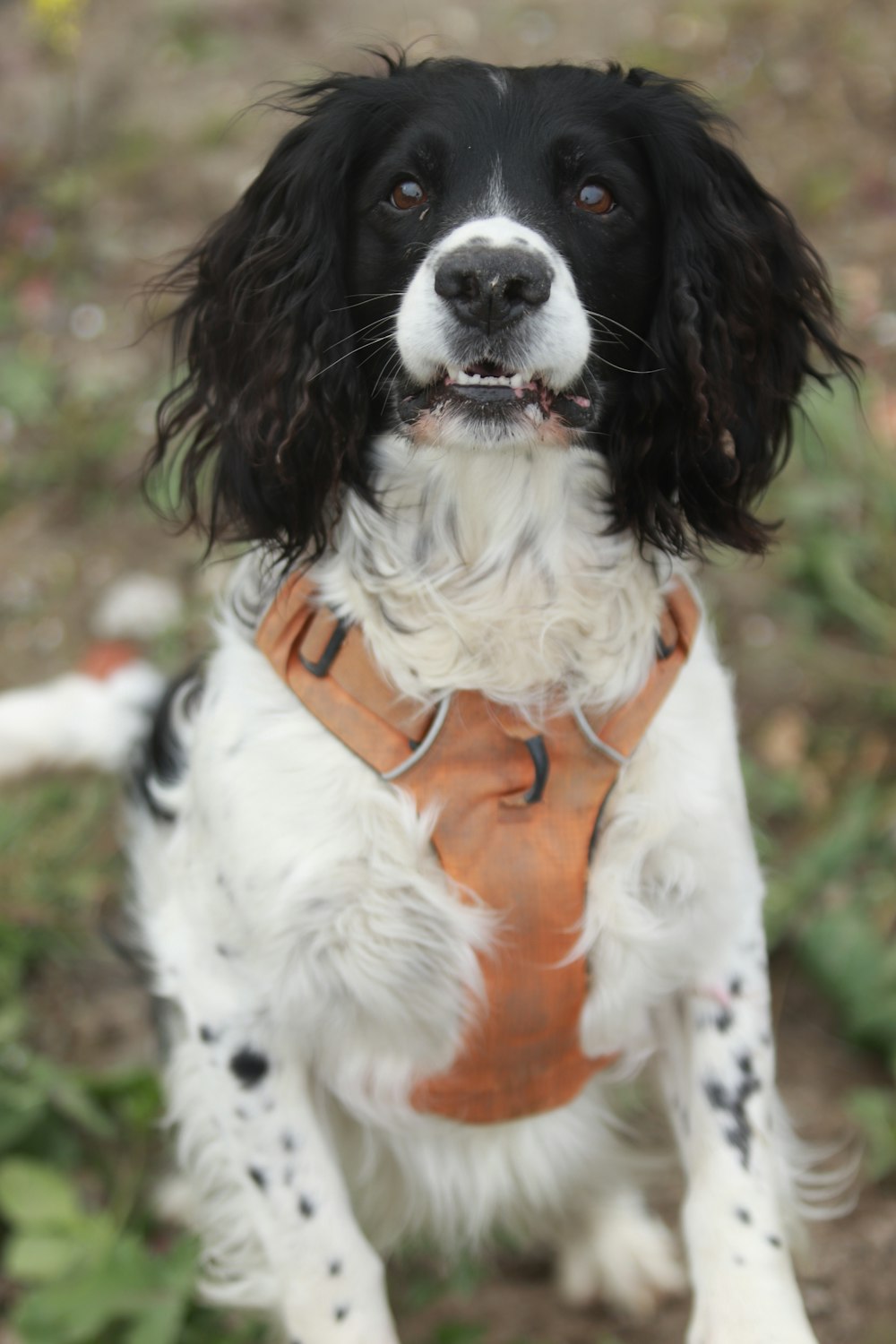 a black and white dog wearing a leather harness