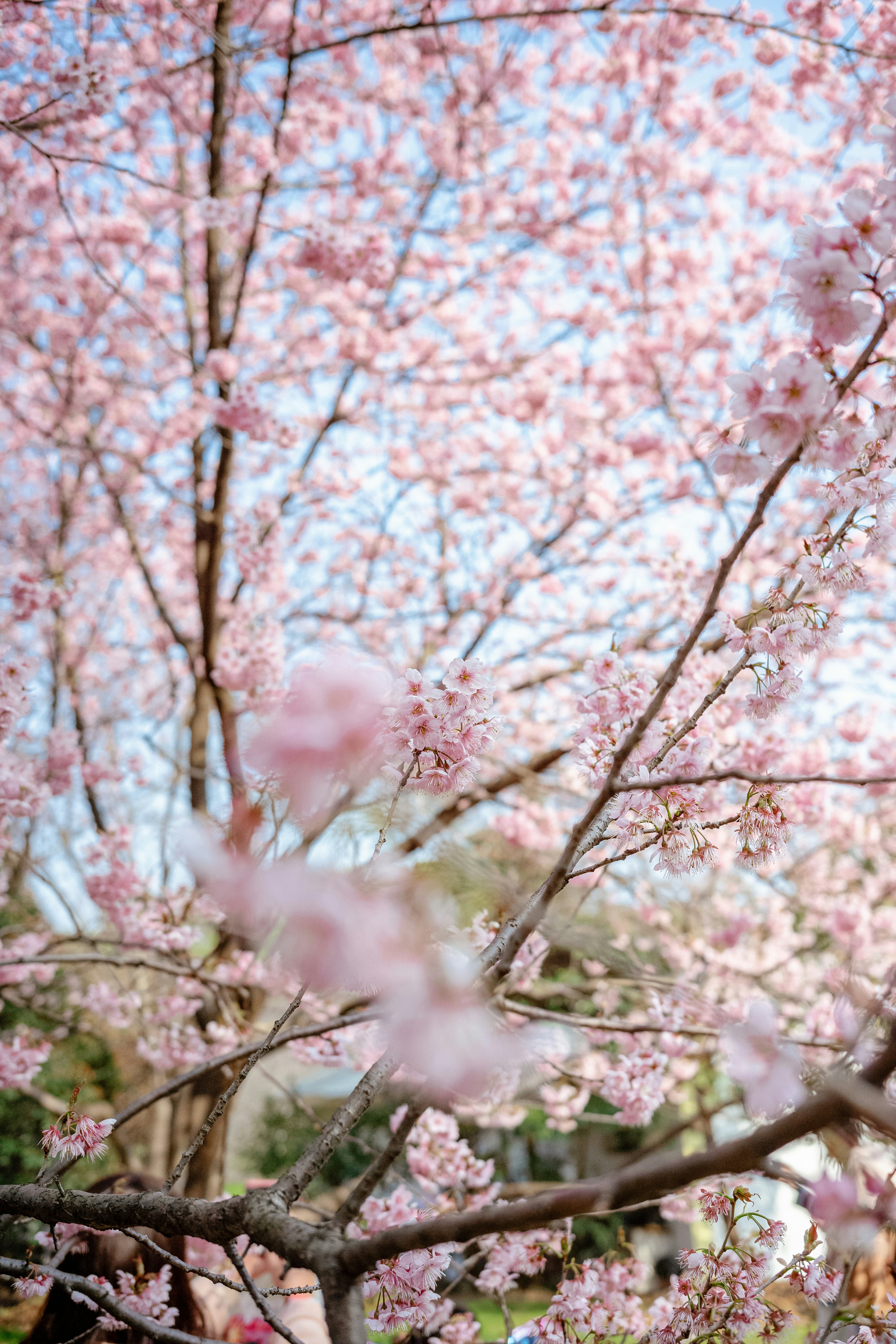 Photo by tommaomaoer