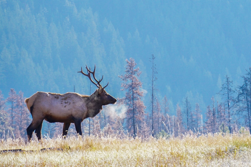 a large elk standing on top of a grass covered field
