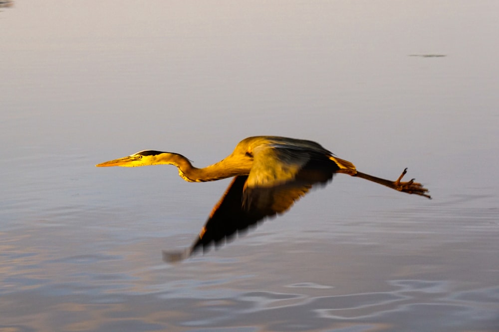 Un uccello che vola sopra uno specchio d'acqua