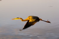 A bird flying over a body of water