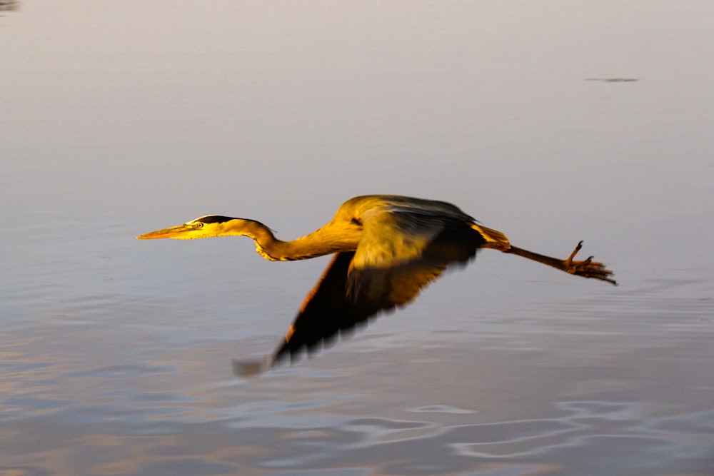 un oiseau survolant un plan d’eau