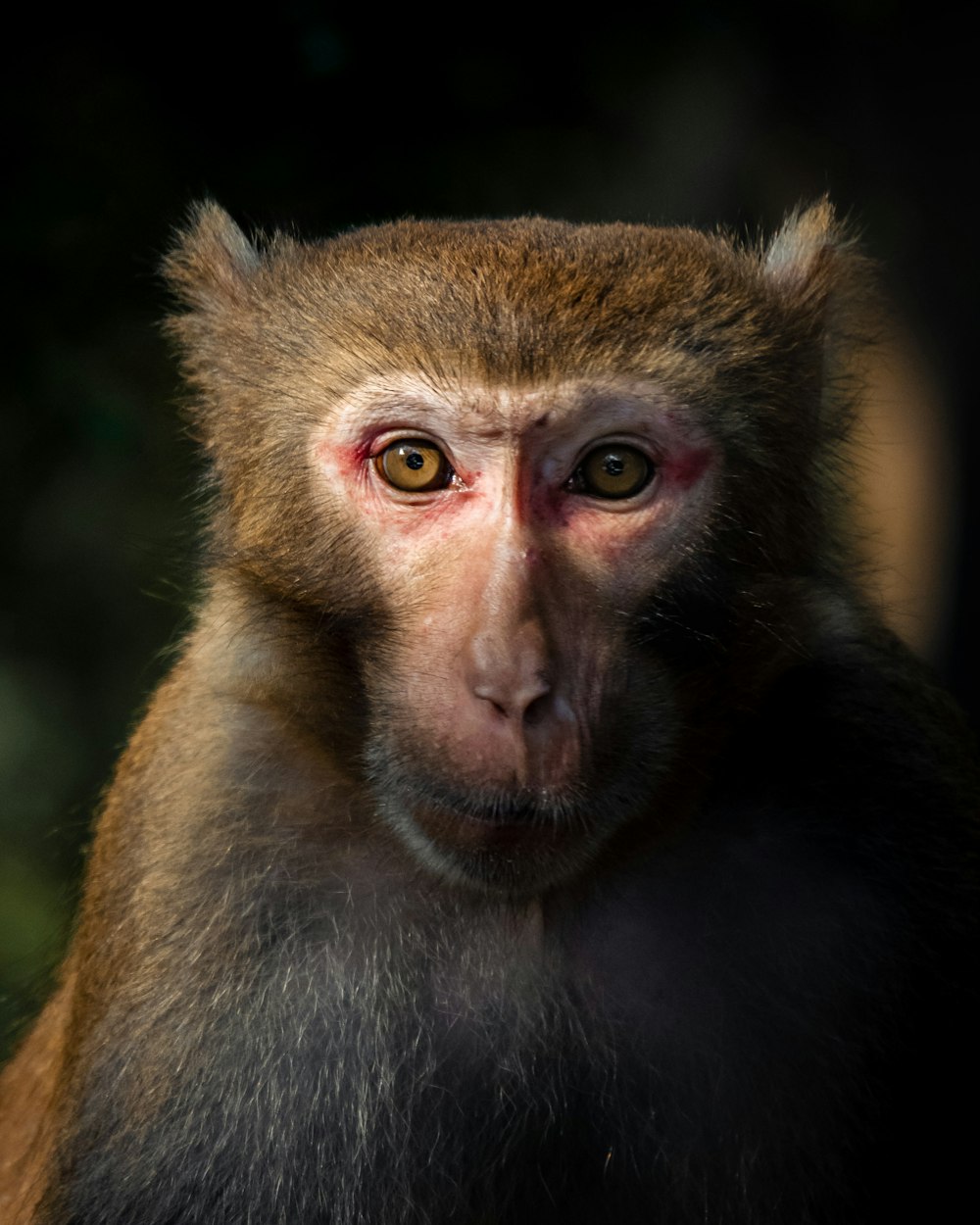 a close up of a monkey with a blurry background