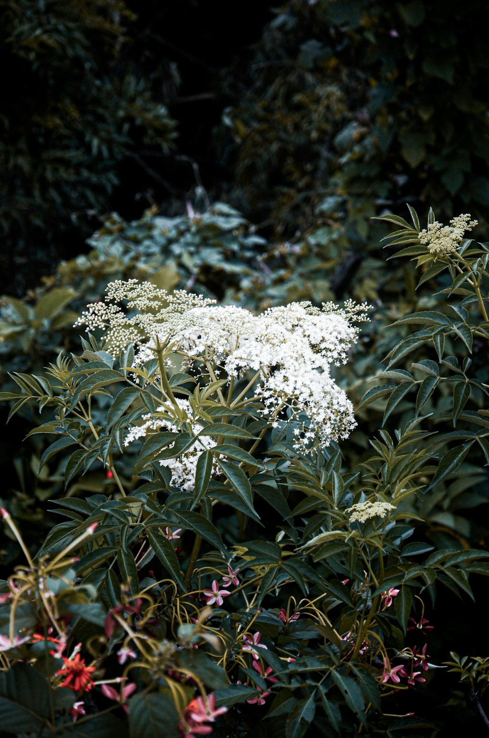 a bush with white flowers and green leaves