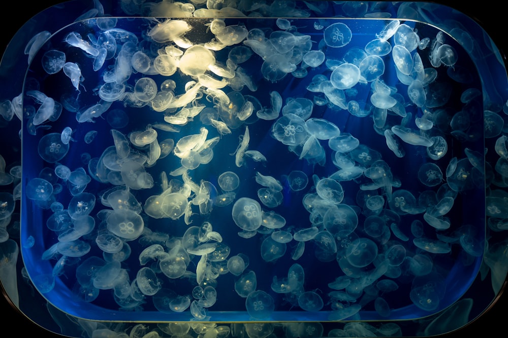 a group of jellyfish swimming in a tank