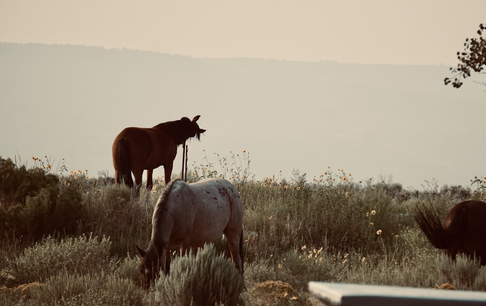 a couple of horses standing on top of a grass covered field