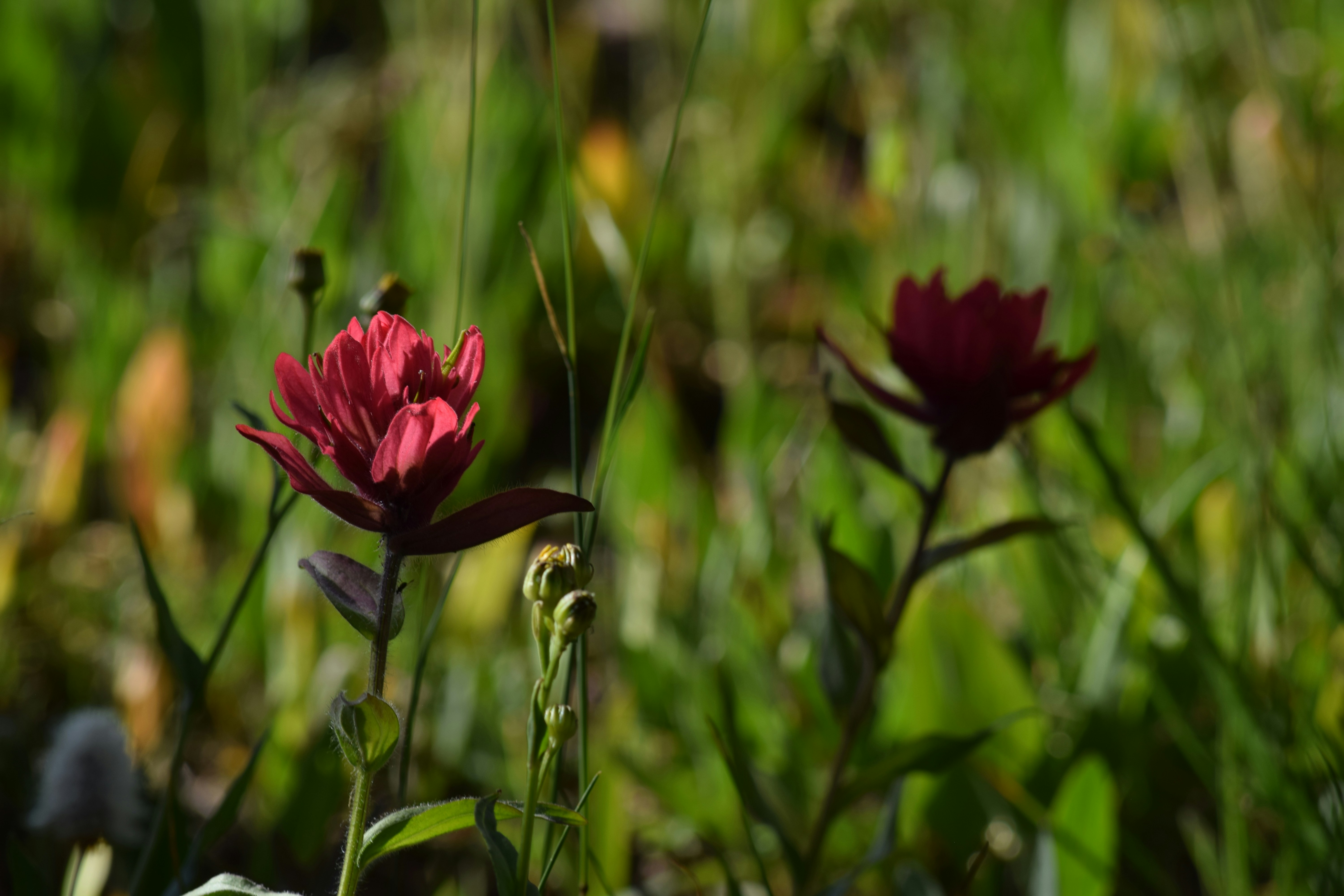 a red flower in a field of green grass