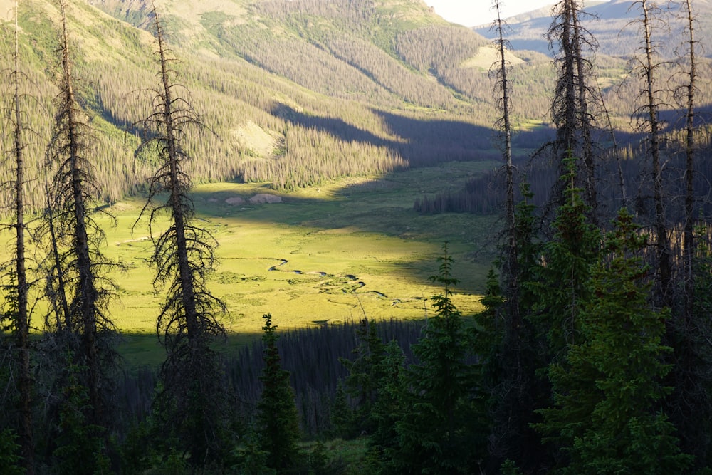 a view of a valley in the middle of a forest