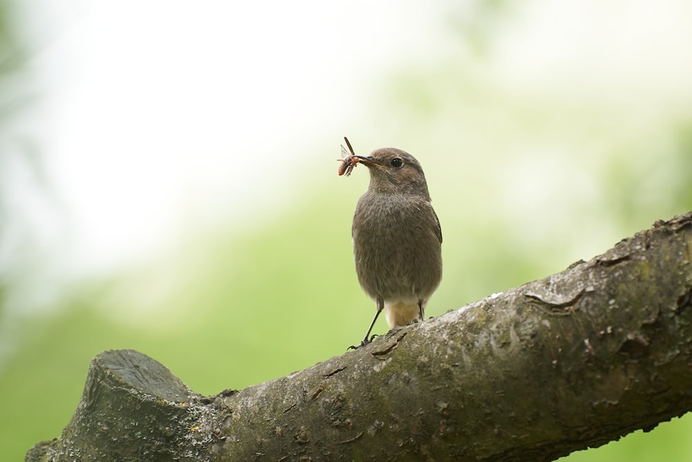 a bird sitting on a tree branch with a worm in its mouth