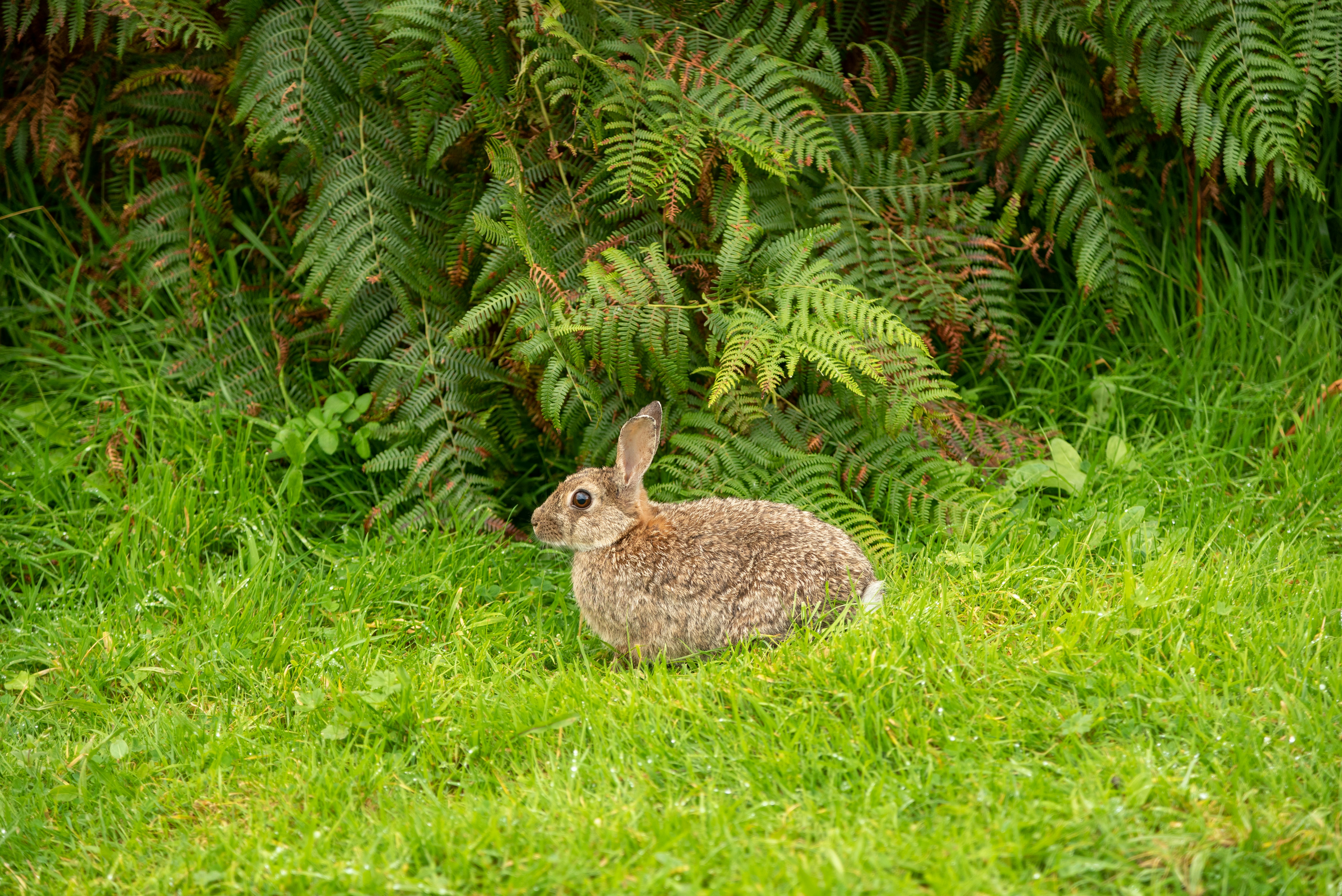 a rabbit sitting in the grass in front of a bush