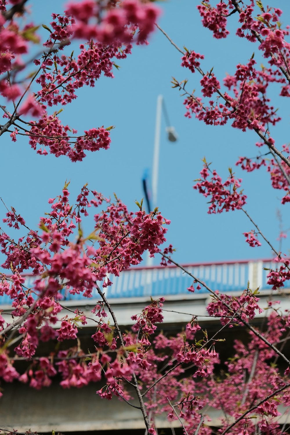 pink flowers are blooming on the branches of a tree