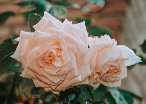 Two cream-colored roses are in full bloom, surrounded by lush green leaves. The petals are layered intricately, creating a sense of elegance and beauty. The background is softly blurred, drawing attention to the delicate flowers in the foreground.