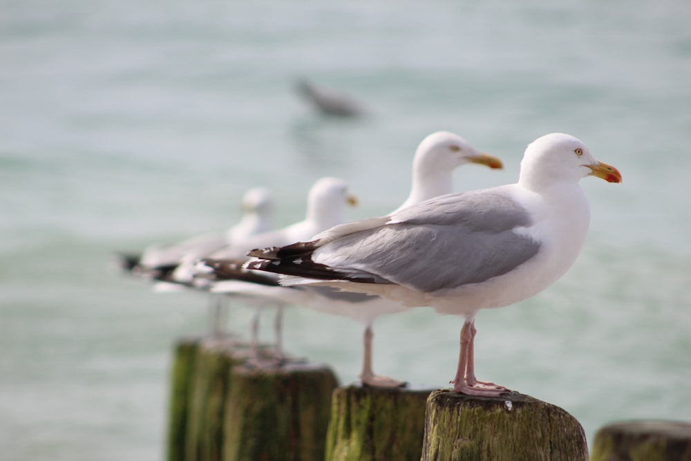 a group of seagulls sitting on top of a wooden post