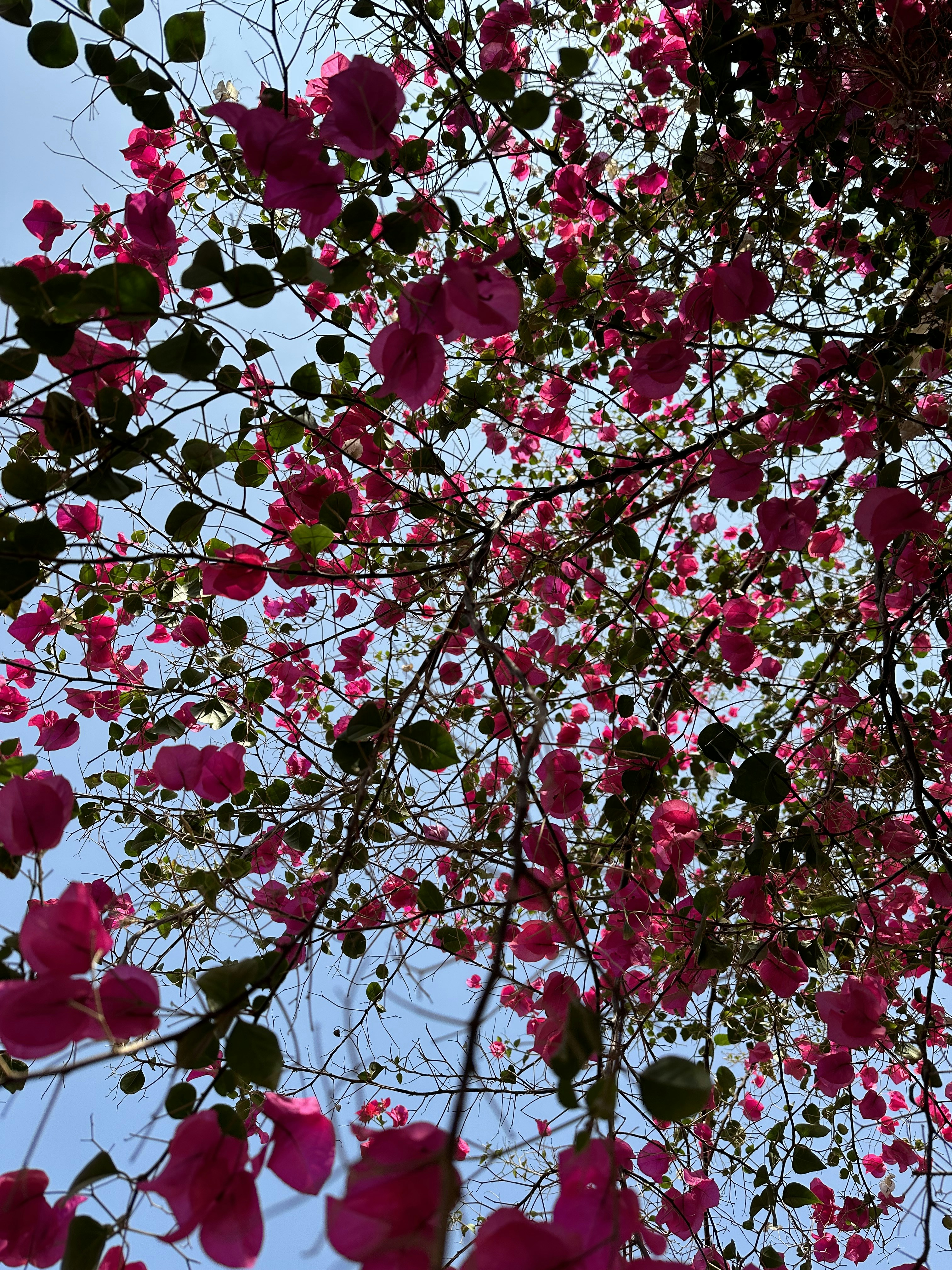 ein Strauß rosa Blumen, die auf einem Baum sind