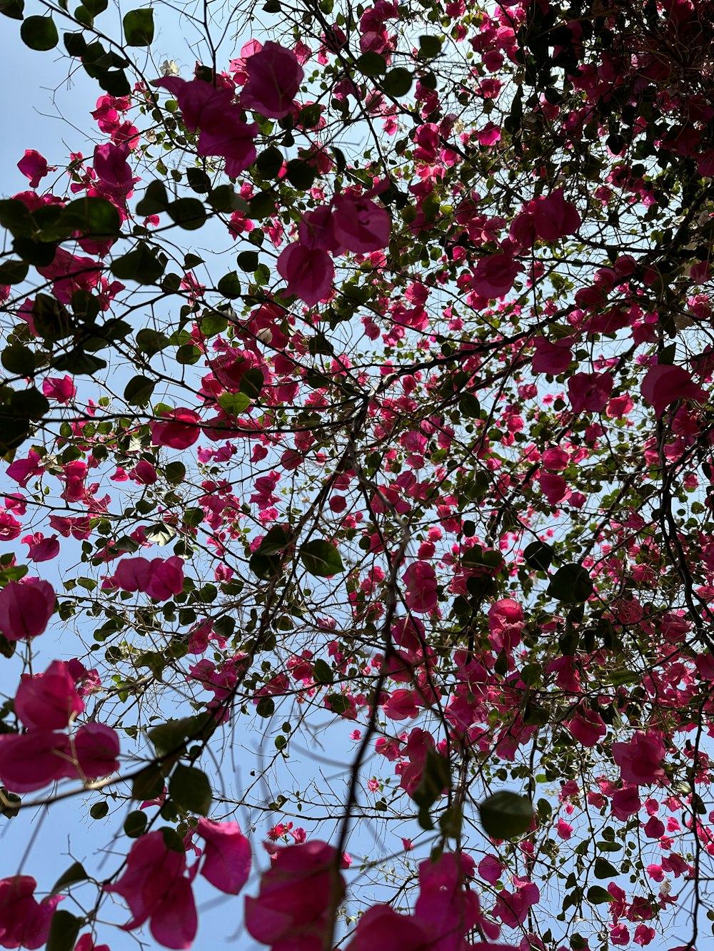 a bunch of pink flowers that are on a tree