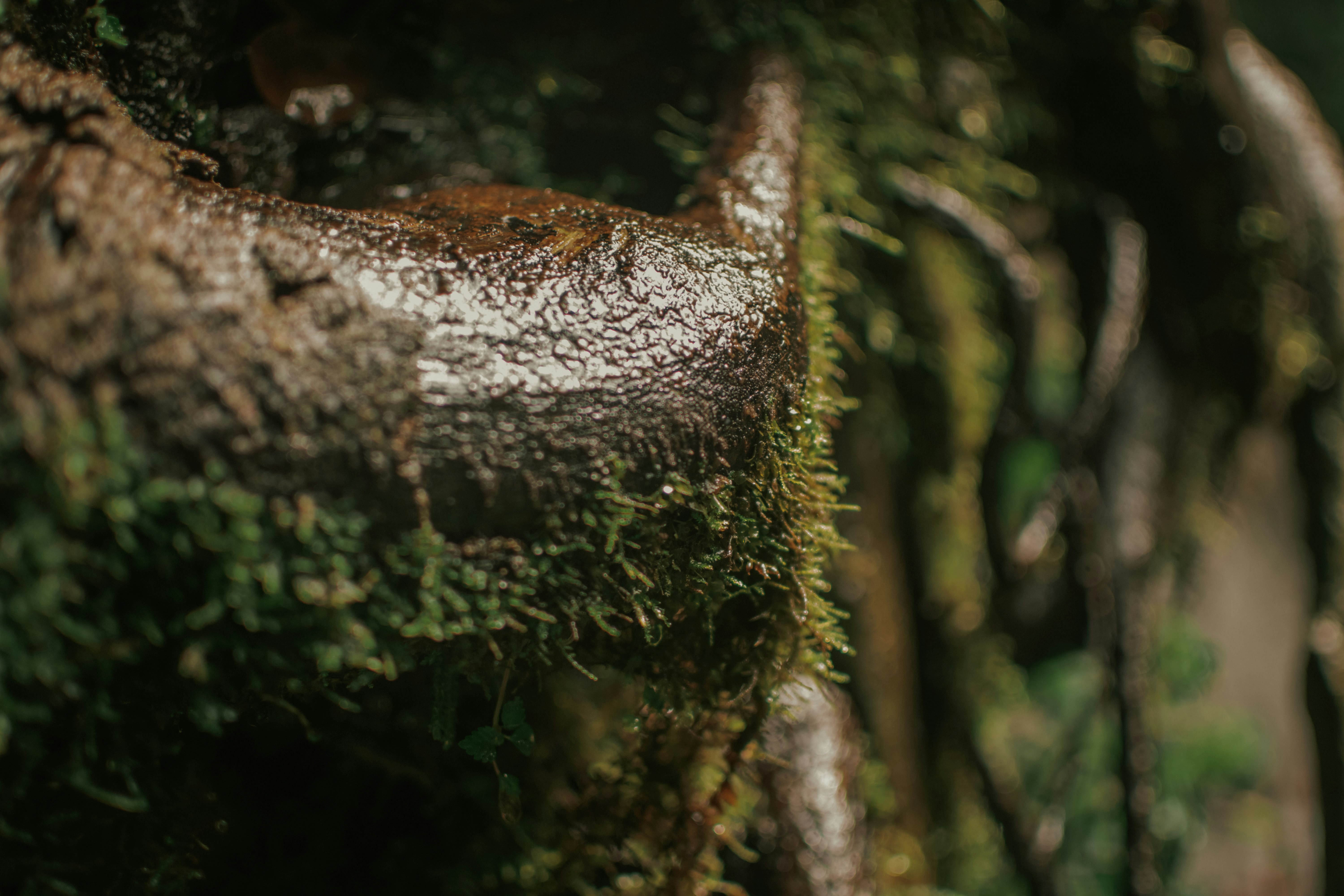 Photo by utunzajiwamazingira