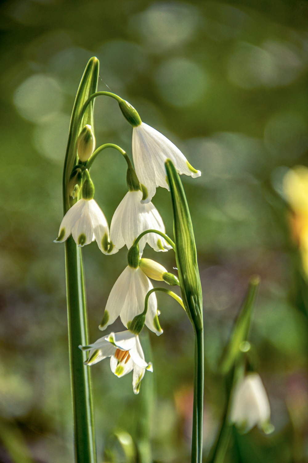 a group of white flowers with green stems