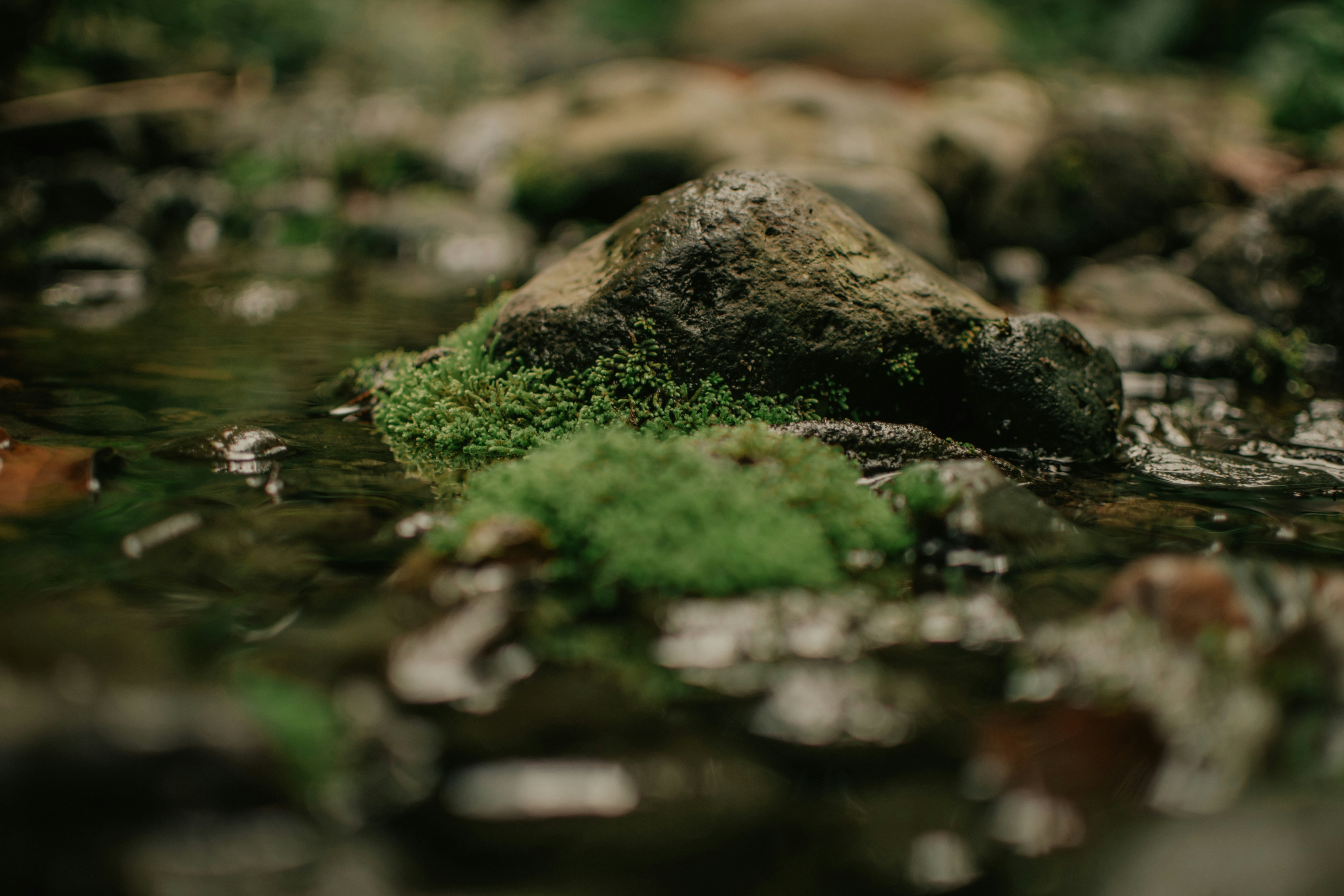 Photo by utunzajiwamazingira