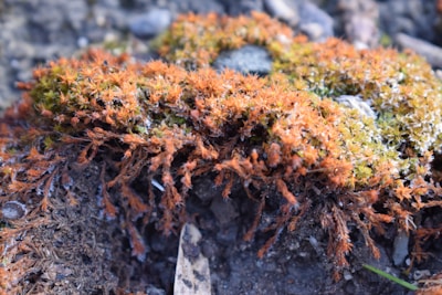 Close-up of moss and native plants thriving on restored peat soil.