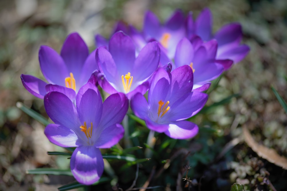 a group of purple flowers sitting on top of a field