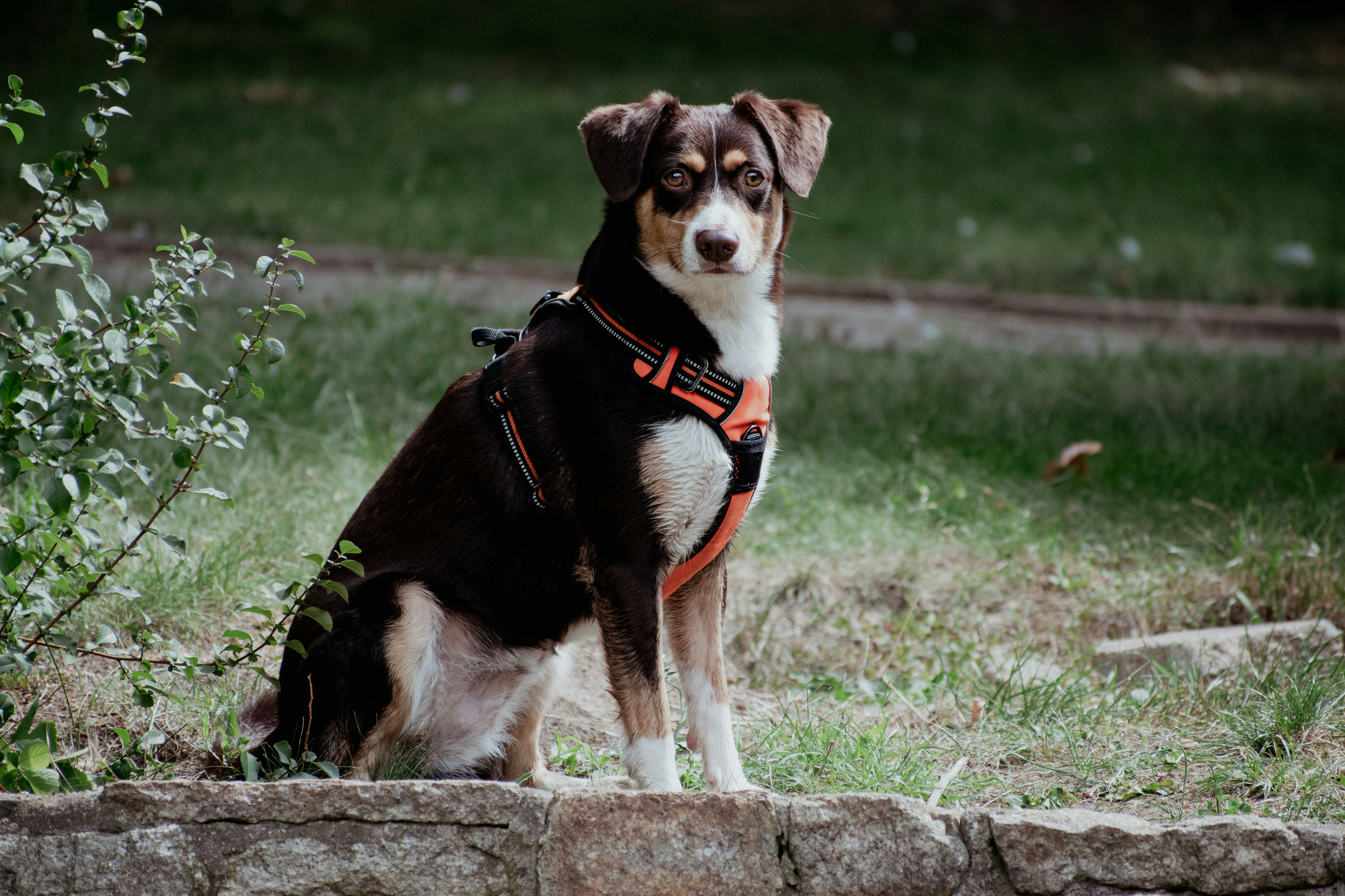 a brown and white dog sitting on top of a grass covered field