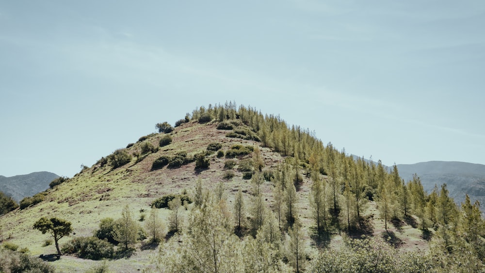 a hill with trees on top of it