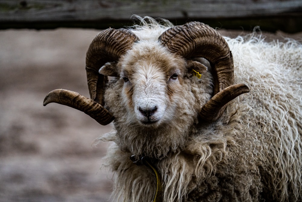 a close up of a ram with long horns