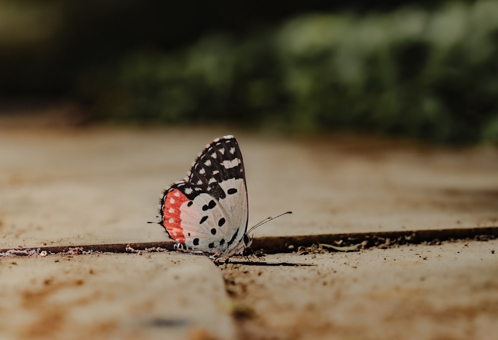 a red and black butterfly sitting on the ground