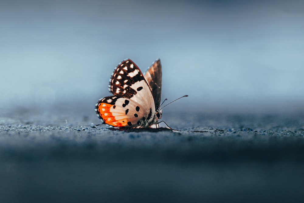 a close up of a butterfly on the ground