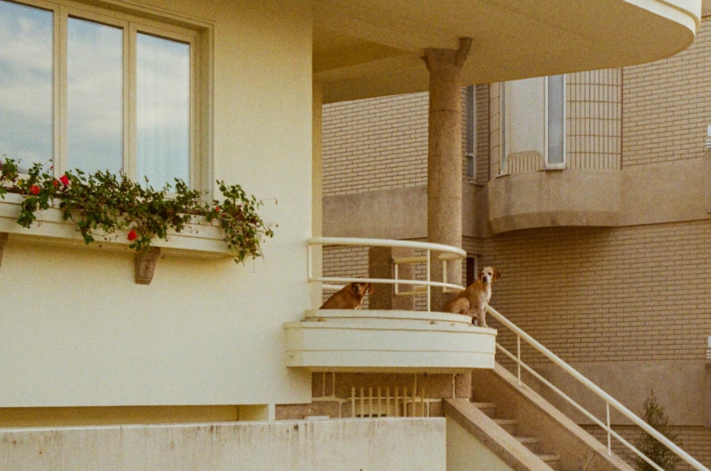 a dog is standing on a balcony next to a building