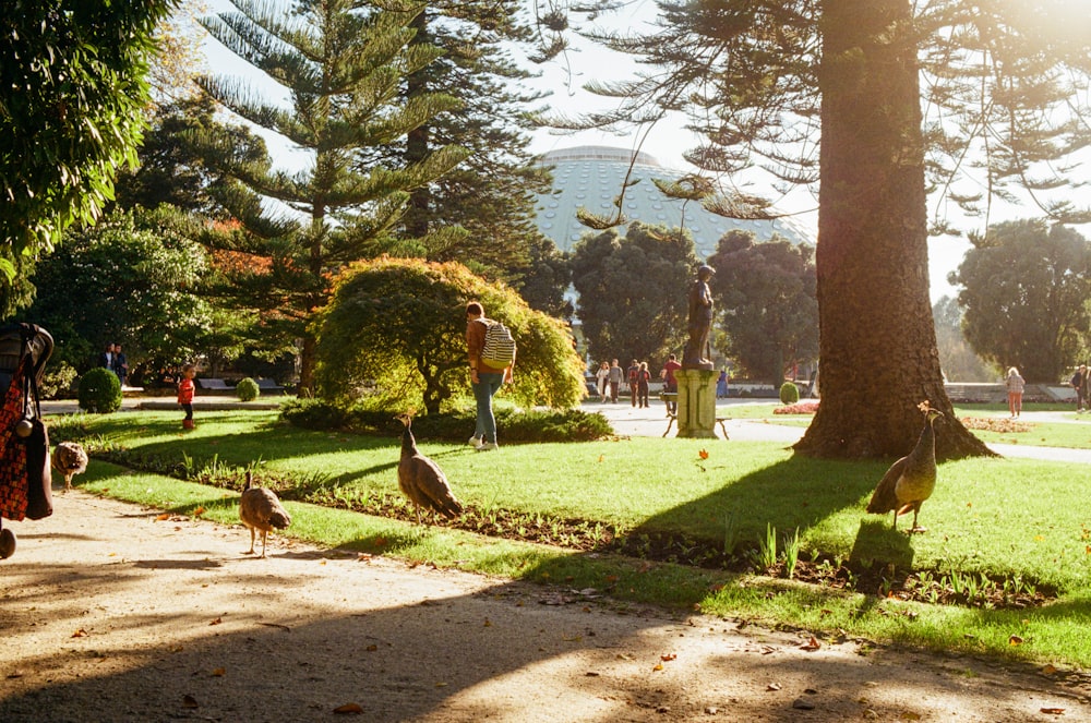 a group of birds walking around a park