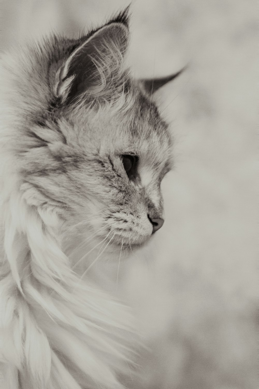 a black and white photo of a cat with long hair