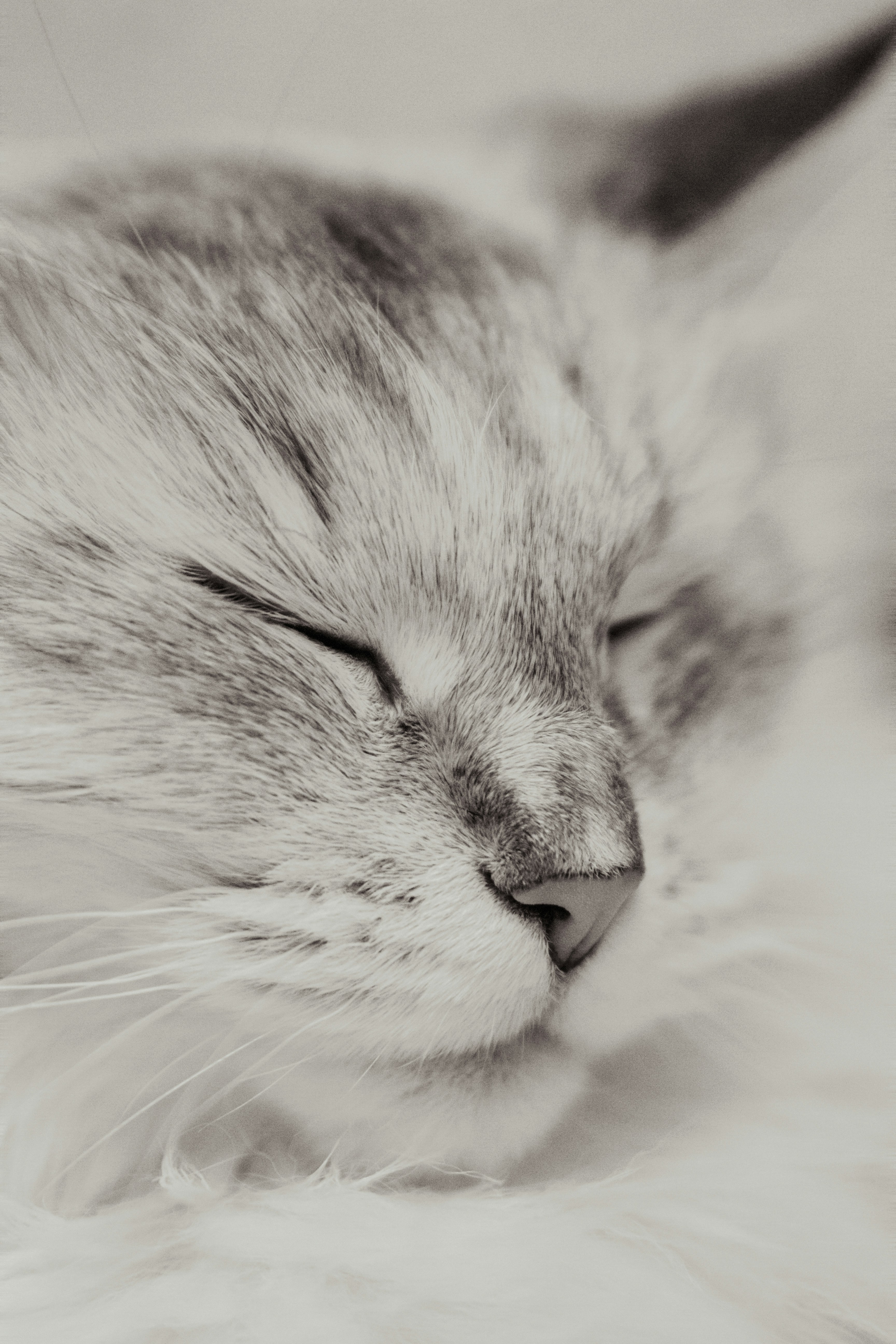 Photo by sam_badmaeva