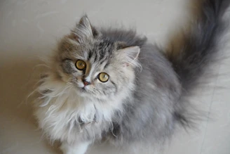 Fluffy cat with a neat trim and shiny fur looking curious.