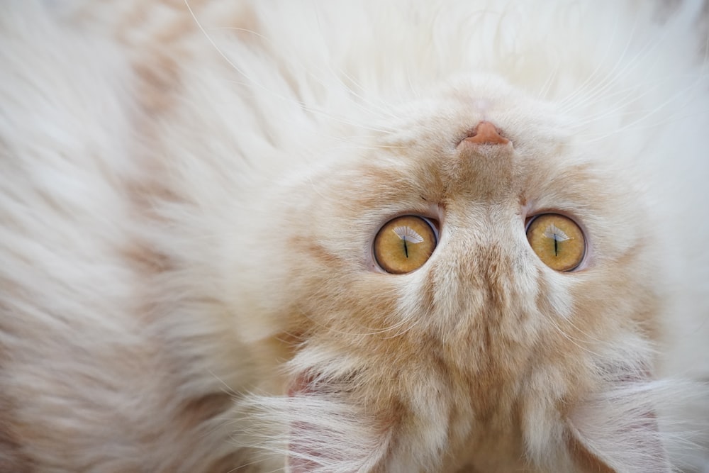 Eine weiße Katze mit gelben Augen legt sich hin