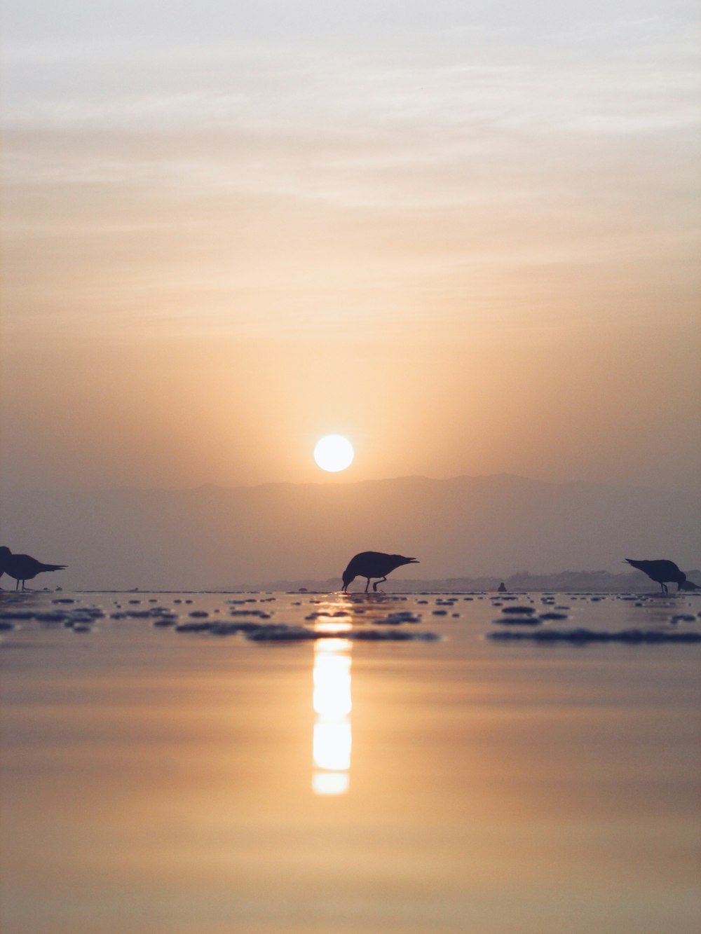 a couple of birds standing on top of a body of water