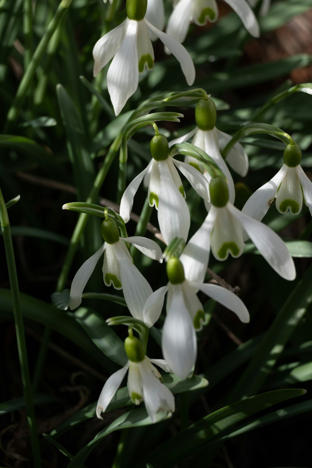 a group of white flowers with green stems