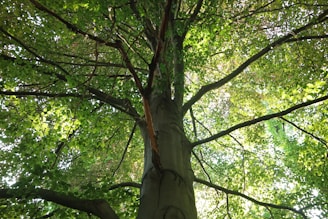 a tall tree with lots of green leaves
